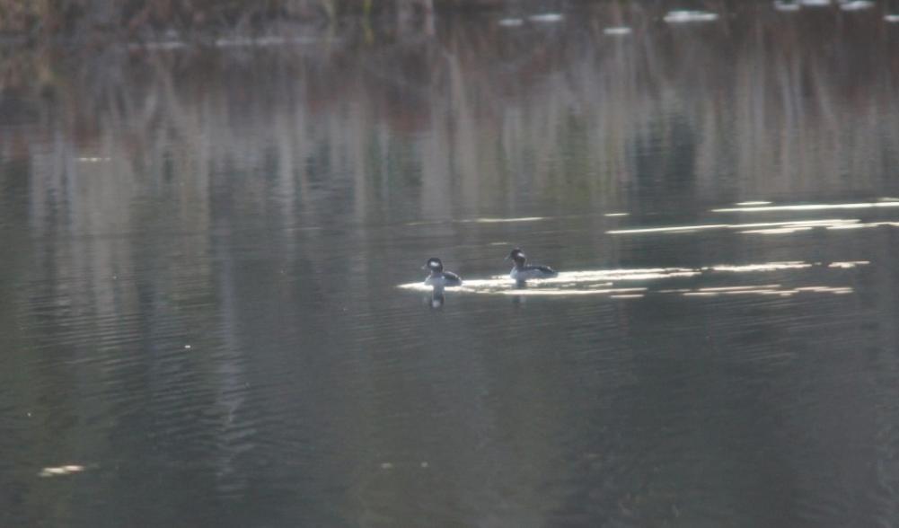 Two female bufflehead in the fading light of Lake Colby. Bufflehead are often the most common duck found at the Lake during the fall.