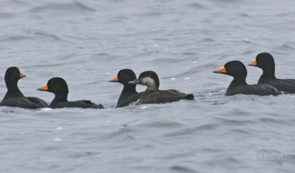 Black scoters are more commonly found along the coast, but some do pass through our area.  I have found a number of females (drabber bird in the center without the brightly colored bill) at Lake Colby this fall.  Photo courtesy of www.masterimages.com