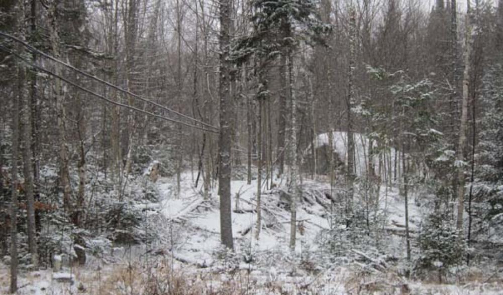 sap tubes at Uhlien during winter