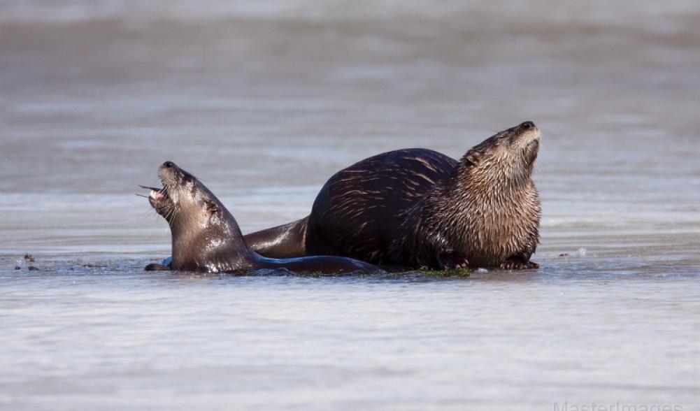 otters - ice - Larry