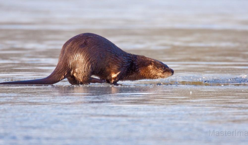 otter ice Larry