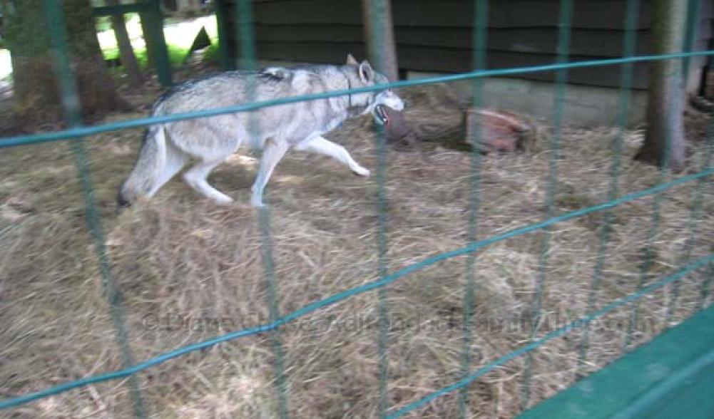 Refuge Center wolf