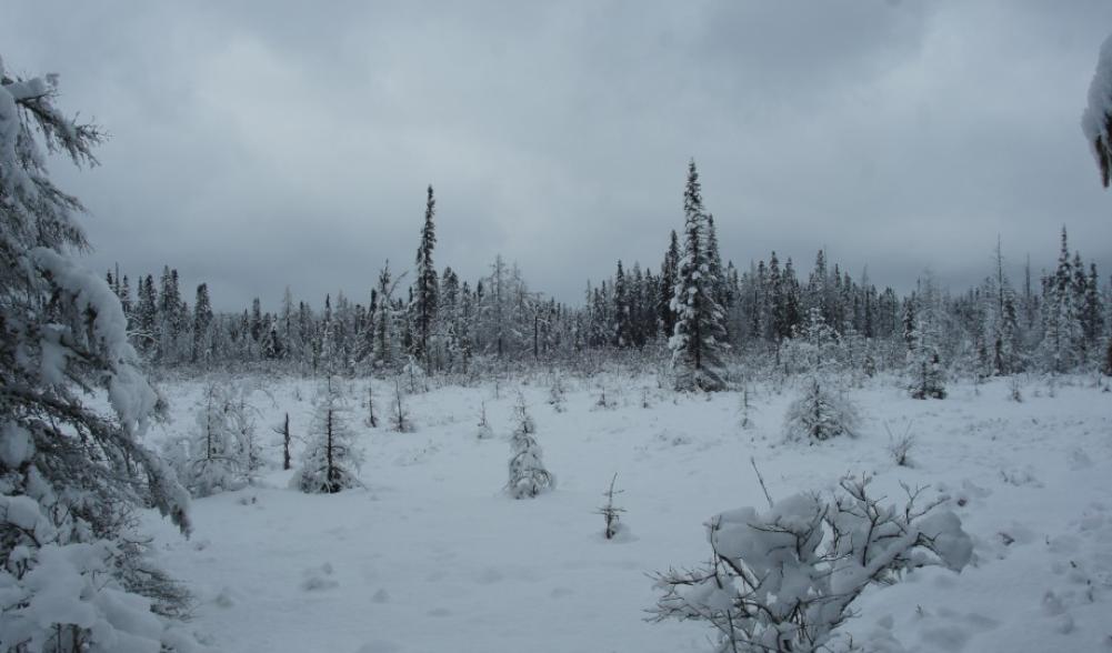 Bog Mat snow