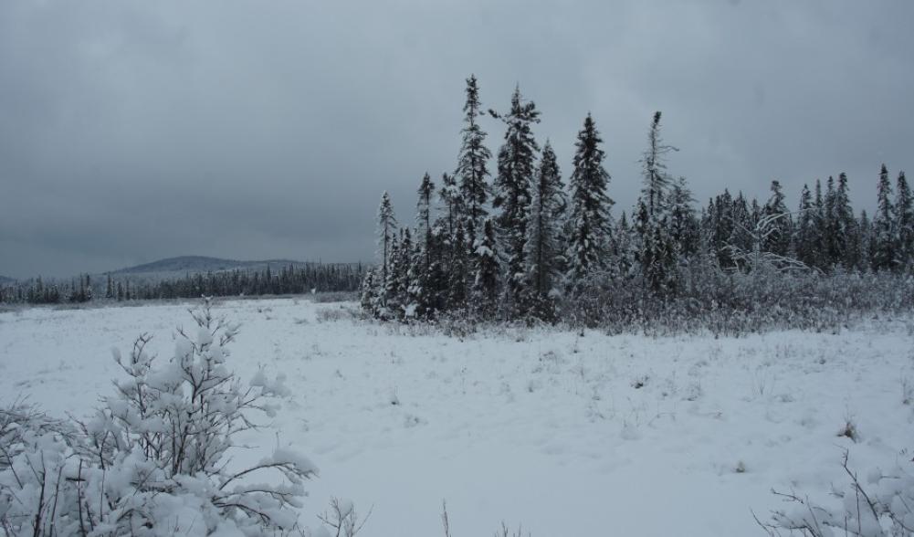 Bloomingdale Bog snow