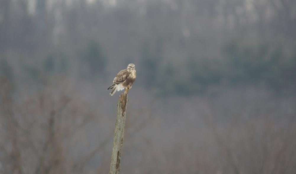 rough-legged hawk