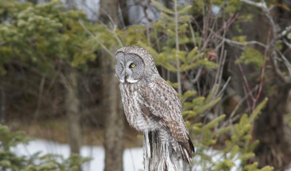 great gray owl Tupper Lake