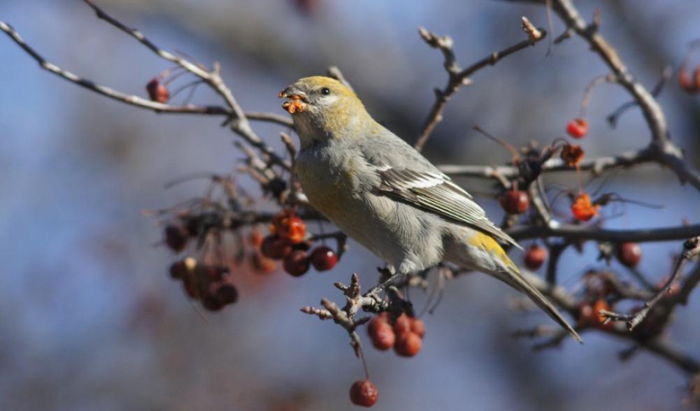 pine grosbeak elizabethtown