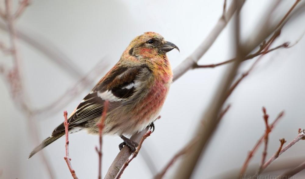 white-winged crossbill Larry