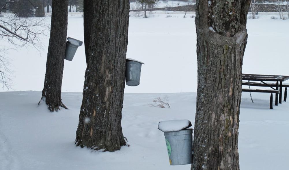 Lake Placid trees tapped by the Shipman Youth Center