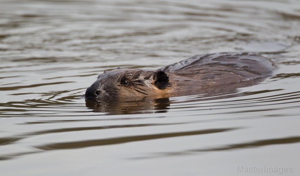 beaver Larry