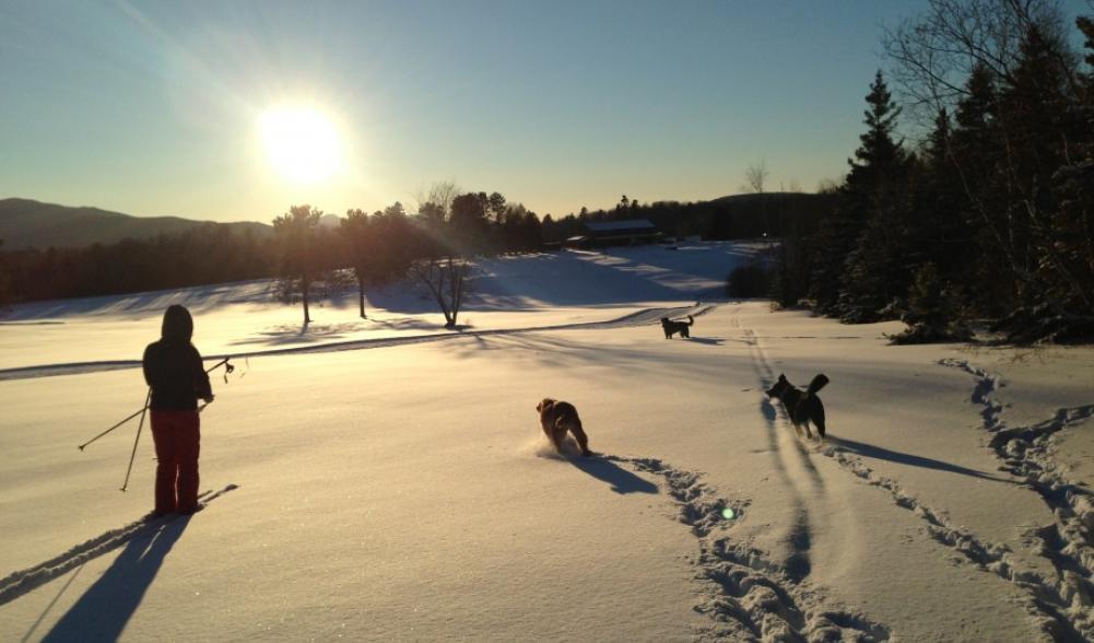 Dogs and Skiers enjoying the beauty of the Jackrabbit Trail