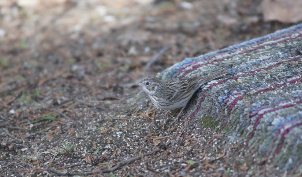 vesper sparrow - yard