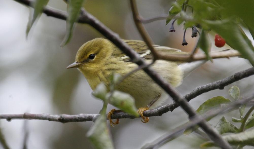 Blackpoll warbler - Larry