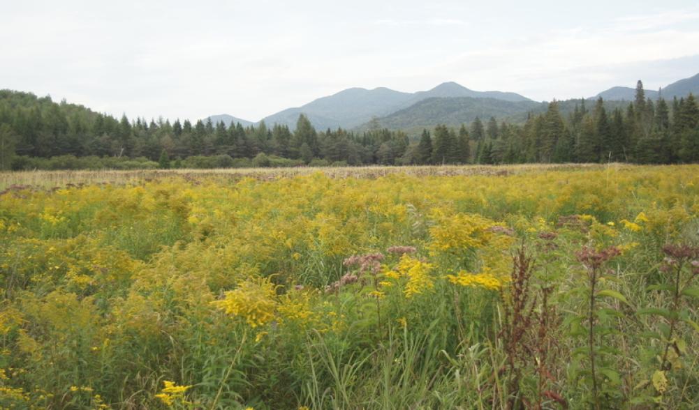 Sentinels Wildflowers