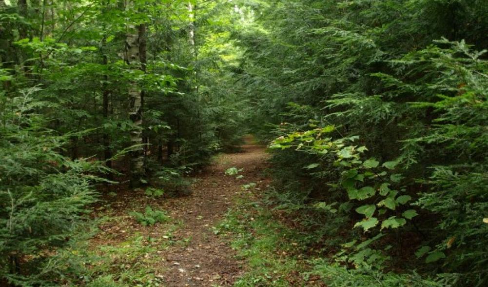 A winding path in the woods leading to two of Lake Placid's swimming holes at Split Rocks Bluffs