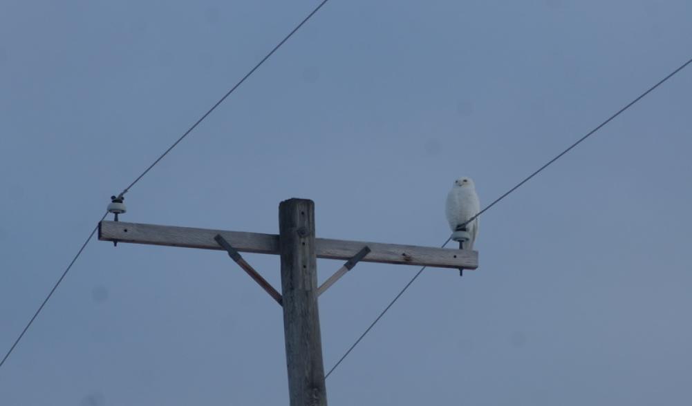 snowy Owl Watertown