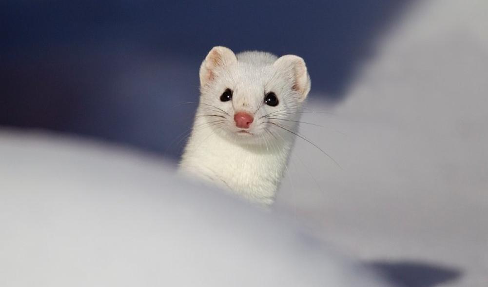 ermine - Larry