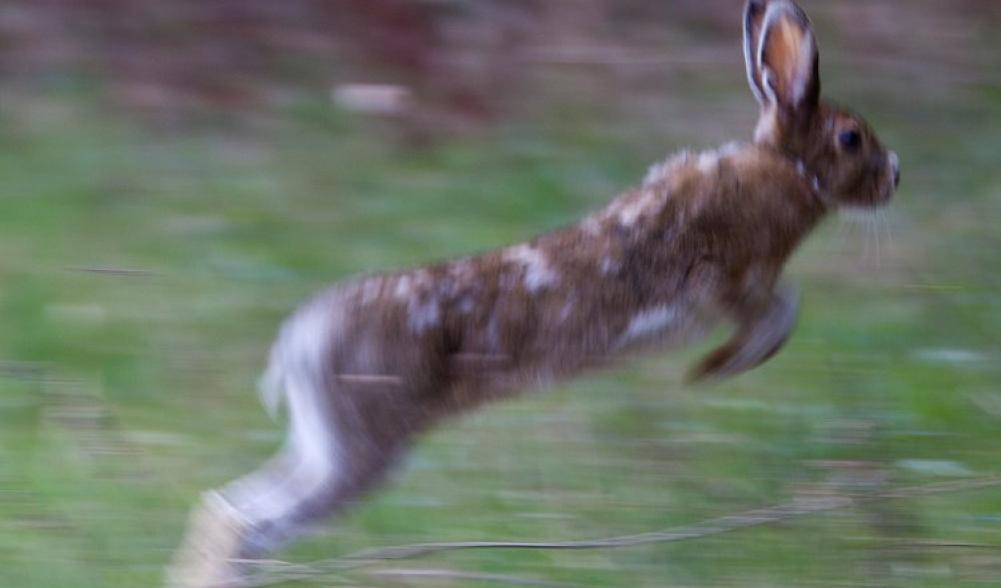 snowshoe hare in transition