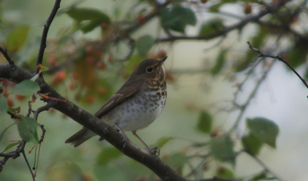 Swainson's Thrush - yard