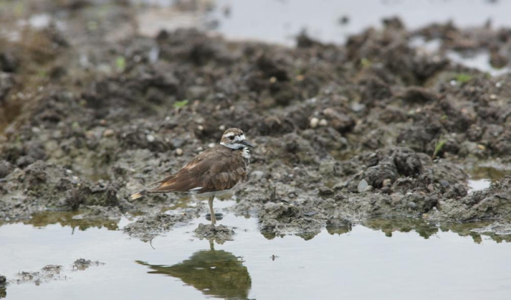 killdeer - muddy field