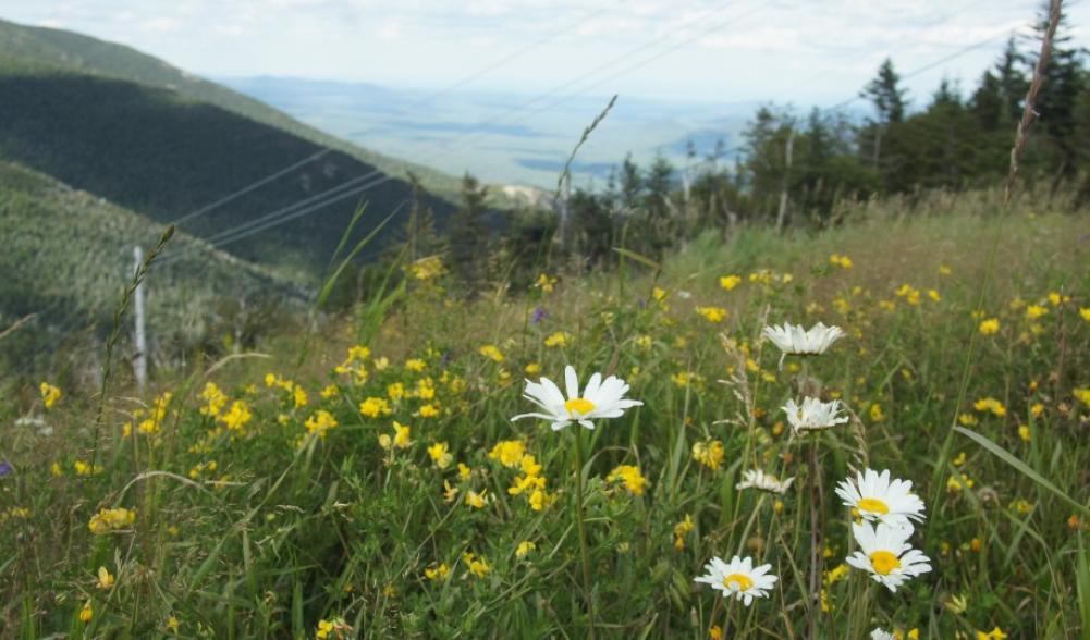 flowers - Little Whiteface