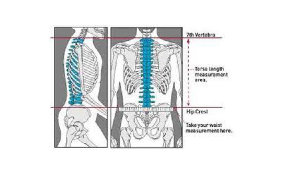 Measuring you torso