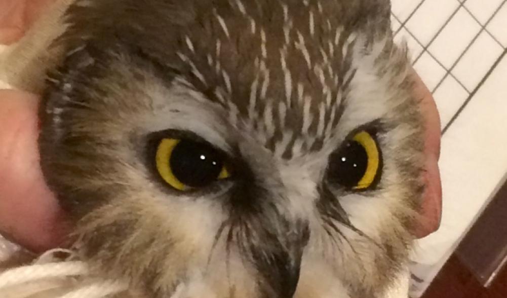 Checking amount of white feathers on Northern Saw-whet Owl