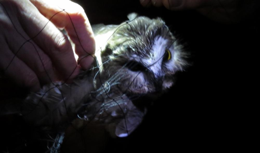 Northern Saw-whet Owl in mist net