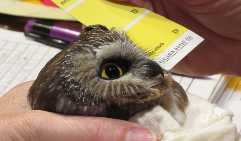 Matching the Northern Saw-whet Owl's eye color