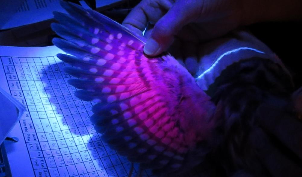 UV light to help determine age of Northern Saw-whet Owl