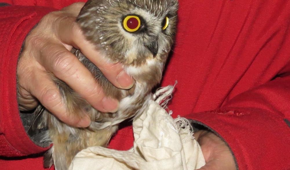 Northern Saw-whet Owl