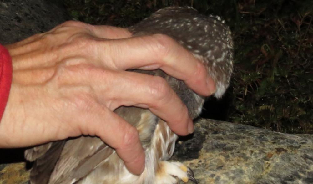 Northern Saw-whet Owl release