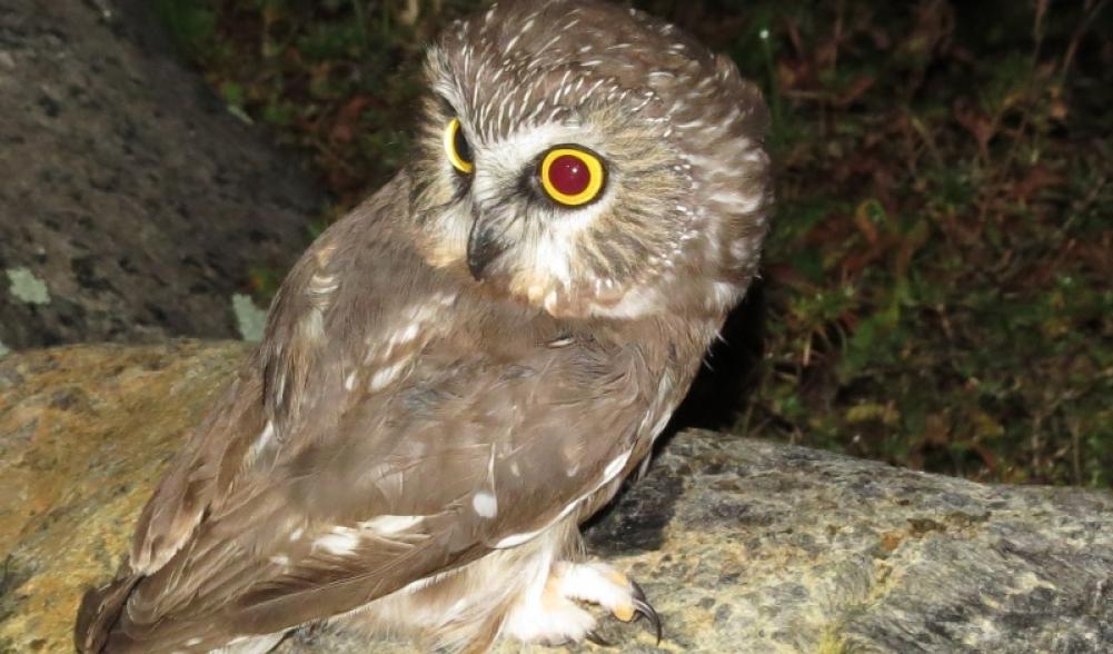 Northern Saw-whet Owl