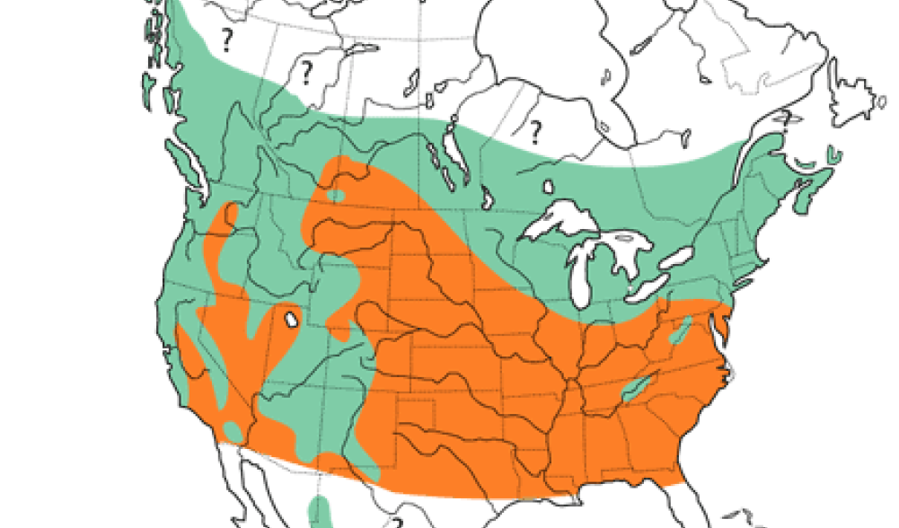 Northern Saw-whet Owl Range Map