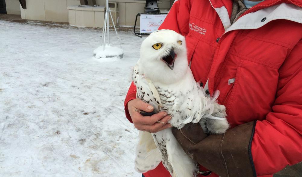 Owl on Main Street