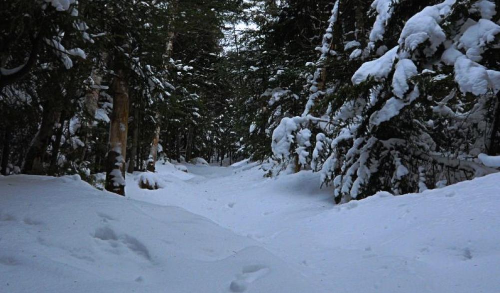 Unbroken trail ascending Adams