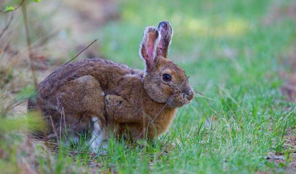Snowshoe Hares are commonly seen at Intervale on summer mornings. Photo courtesy of www.masterimages.org.