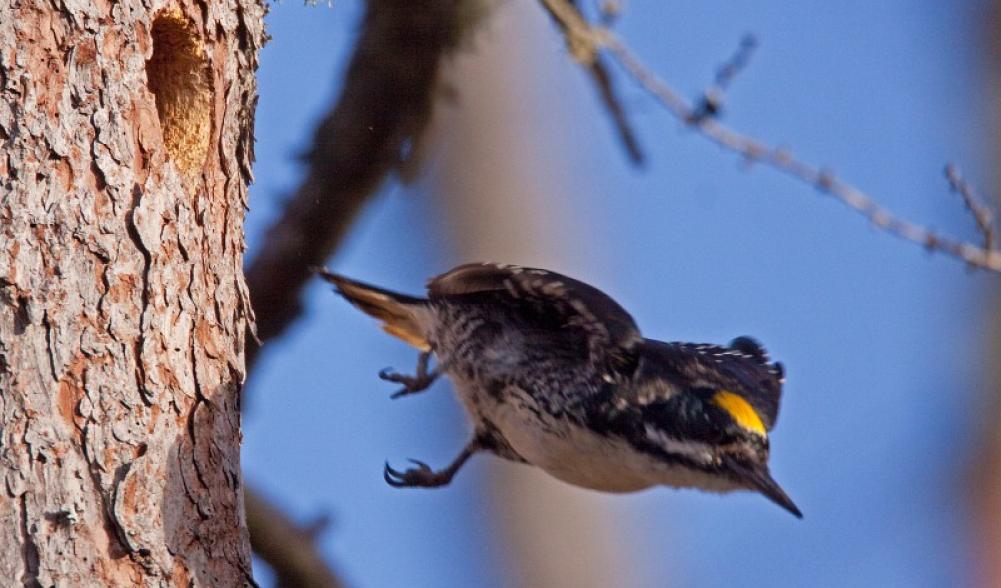 Black-backed Woodpeckers are nesting at Intervale this year, but we aren't sure where. Photo courtesy of www.masterimages.org.