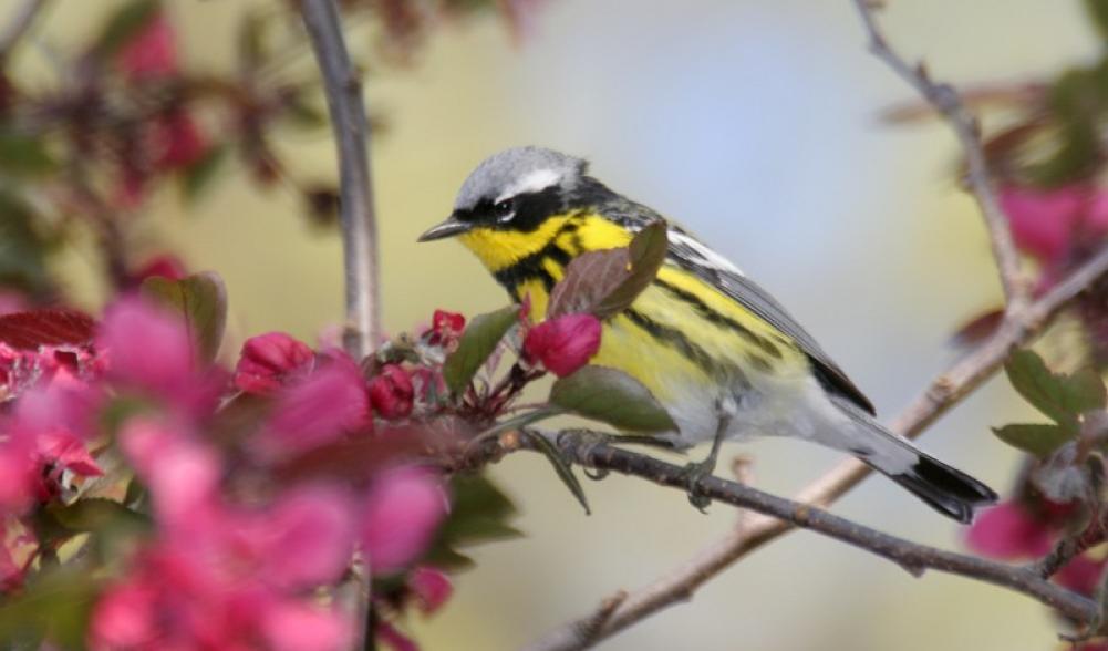 Magnolia Warblers are common at Intervale. Photo courtesy of www.masterimages.org.