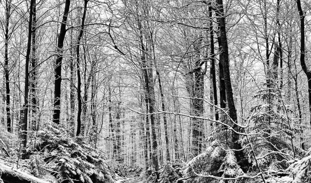 Along the Pine Pond Trail