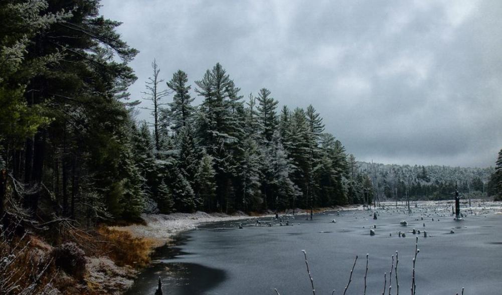 The seldom visited beaver pond