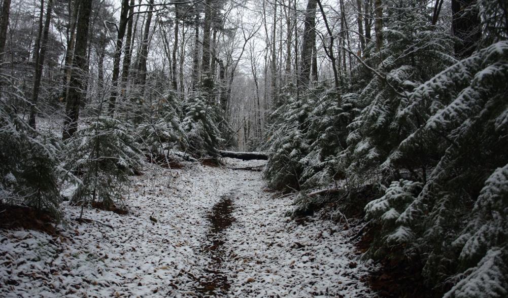 The old carriage road