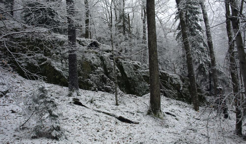 The open forest on the slopes of Sawtooth #22