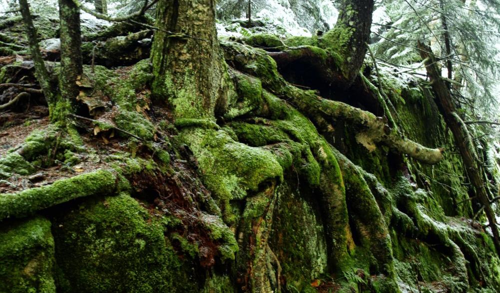 Yellow birch roots