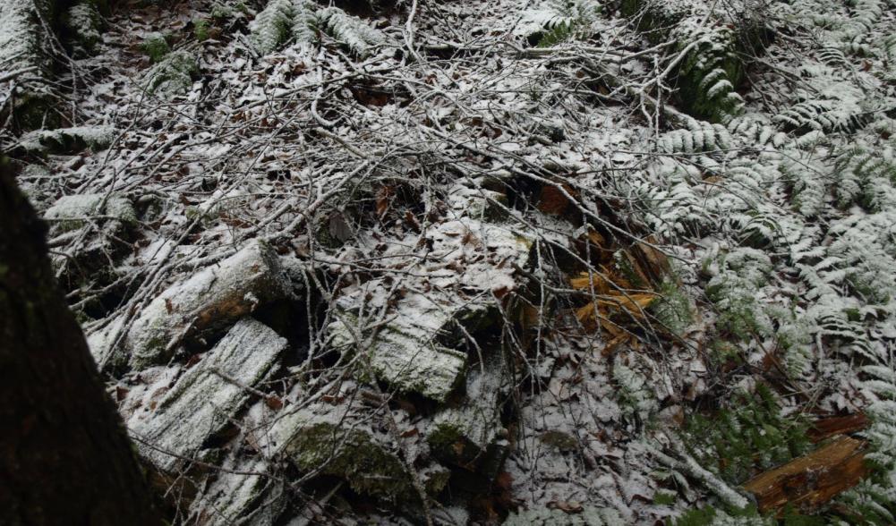 Old wood pile