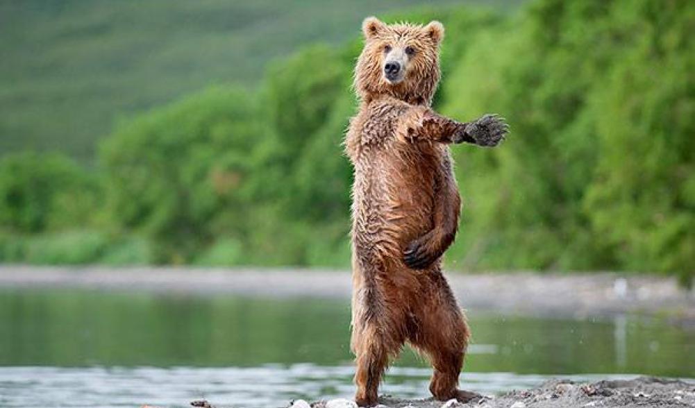 Dancing bears at the Dancing Bears?