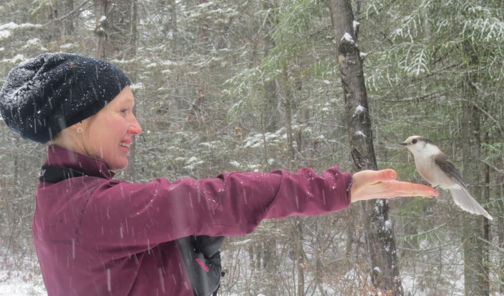 Gray Jay landing on Sarah's hand for raisins!