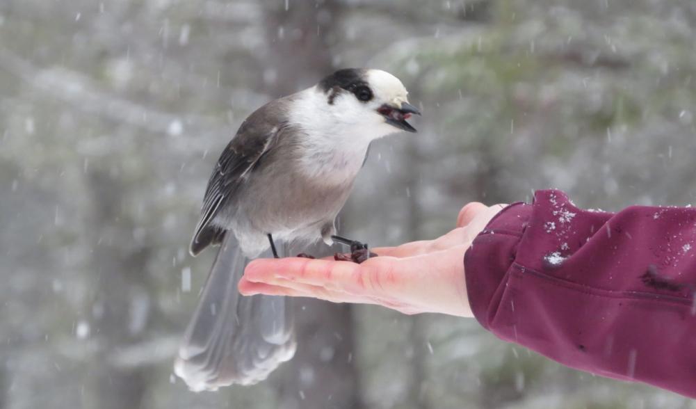 Gray Jay coming to Sarah's hand for raisins!