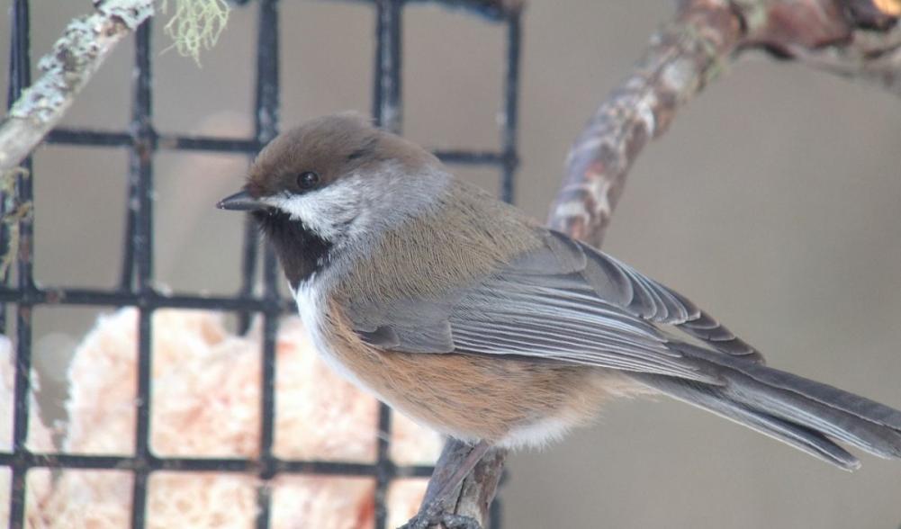 Boreal Chickadee by Joan Collins