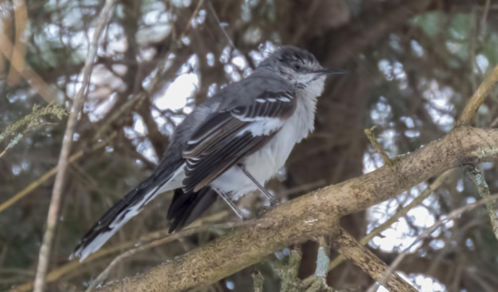 Northern Mockingbird by Larry Master